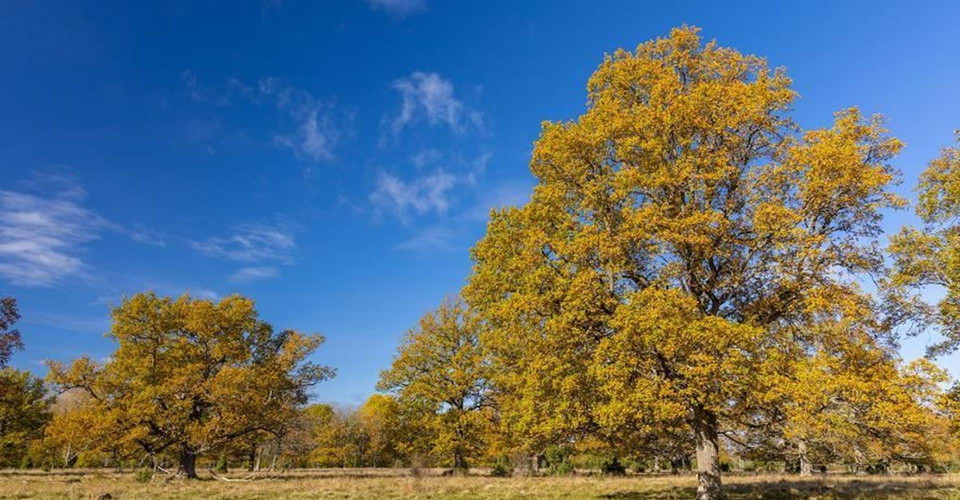 Leden passerar Sommenäs naturreservat med ståtliga ekar.