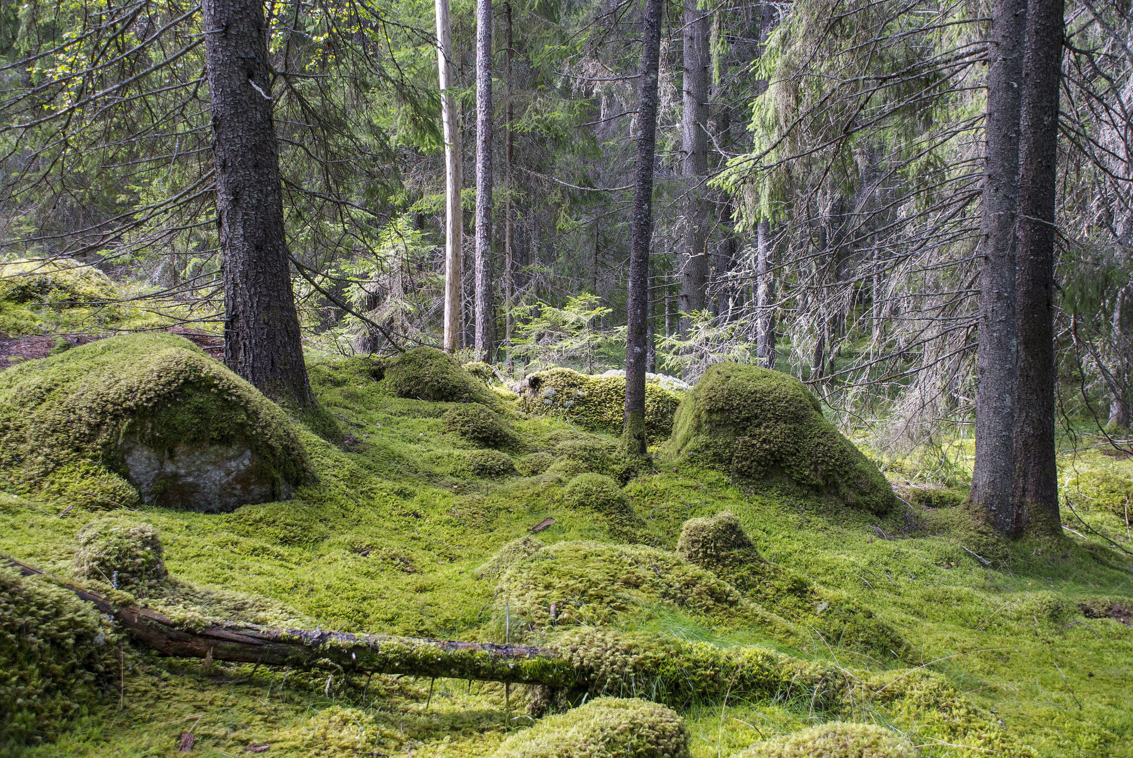 En gammal skog med massor av mossklädda stenblock av olika storlekar på marken. I förgrunden ligger en mosstäckt trädstam på marken.