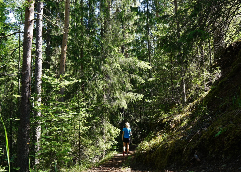 Skogsstigen på östra sidan Ljungan. Fotograf: Johanna Öhrling