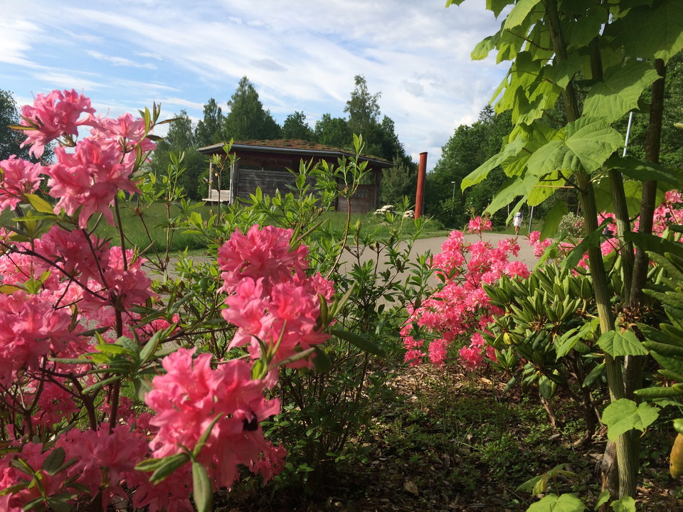 Rhododendron
