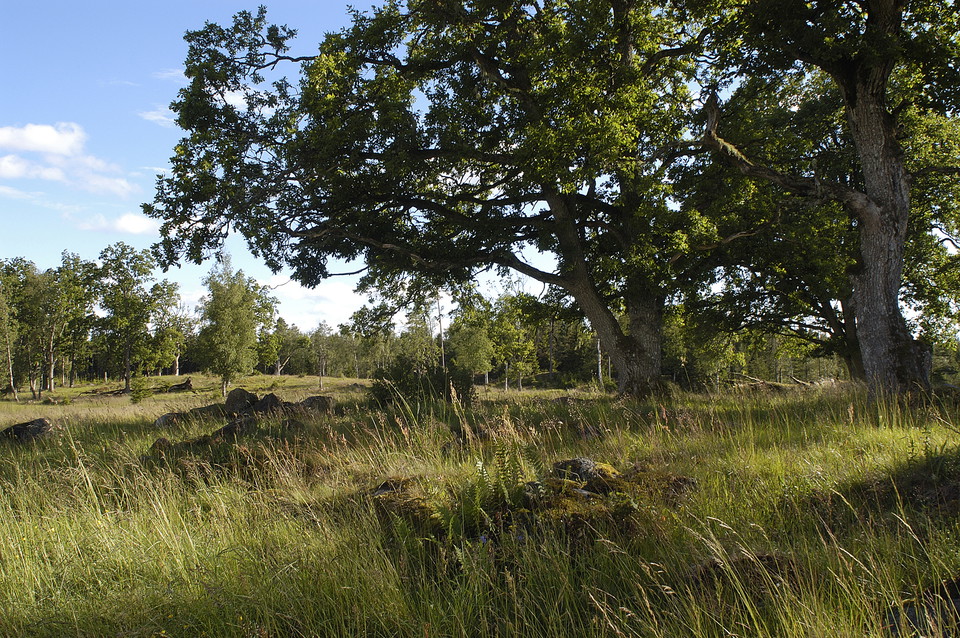 Ädellövträd i ekoparken