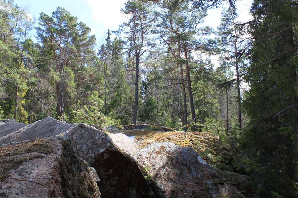 Stora, kantiga stenblock med skog i bakgrunden.