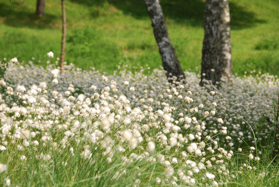 Älgpussen  är en liten mosse i hagmarken kring Enekullarna. Här blommar ett hav av tuvull på försommaren.