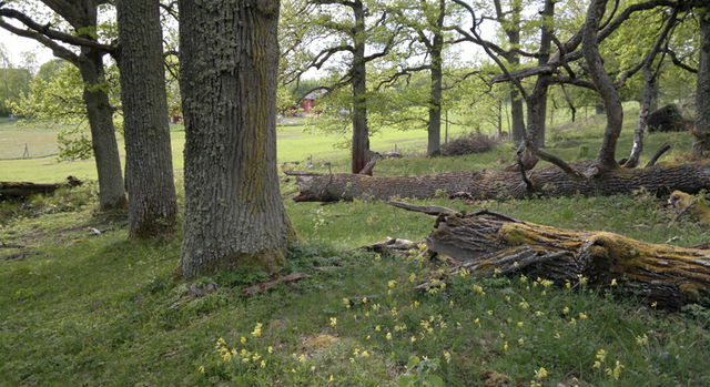 Härnöängen och Stora Härnö, Naturreservat