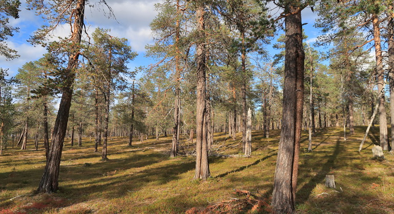 En gles tallskog belyst av kvällssol.
