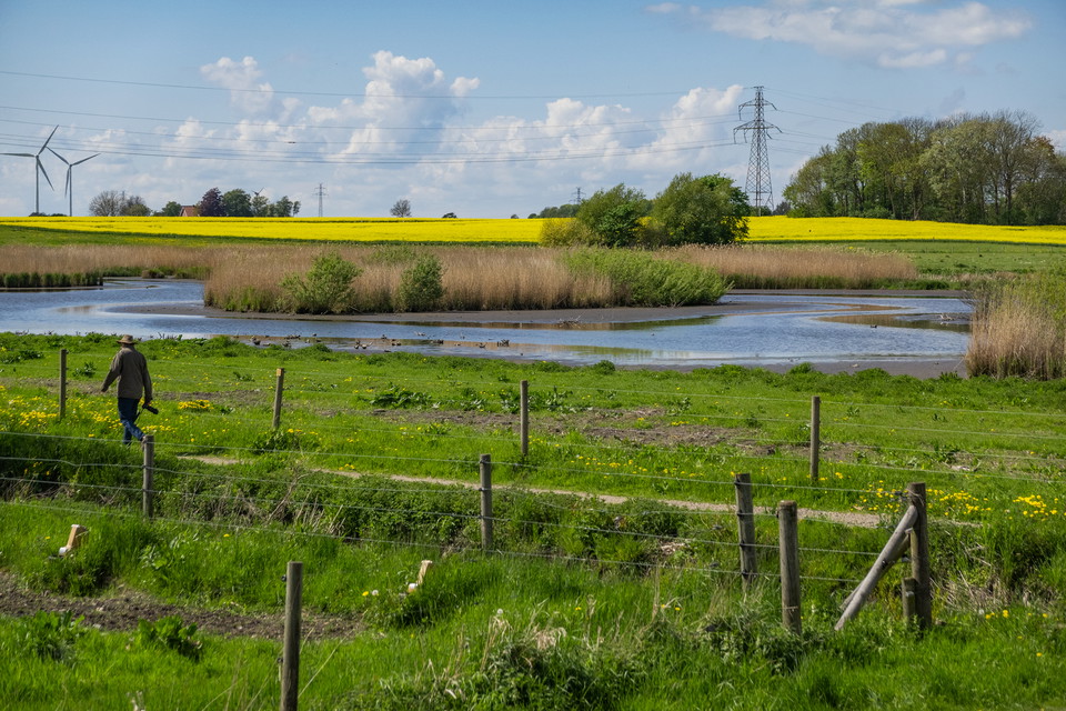 Våtmark med blommande rapsfält i bakgrunden och betesmark i förgrunden