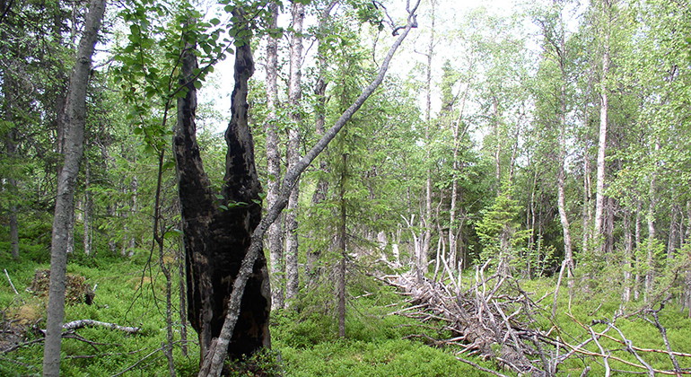 Tjuorvumkåbbå.