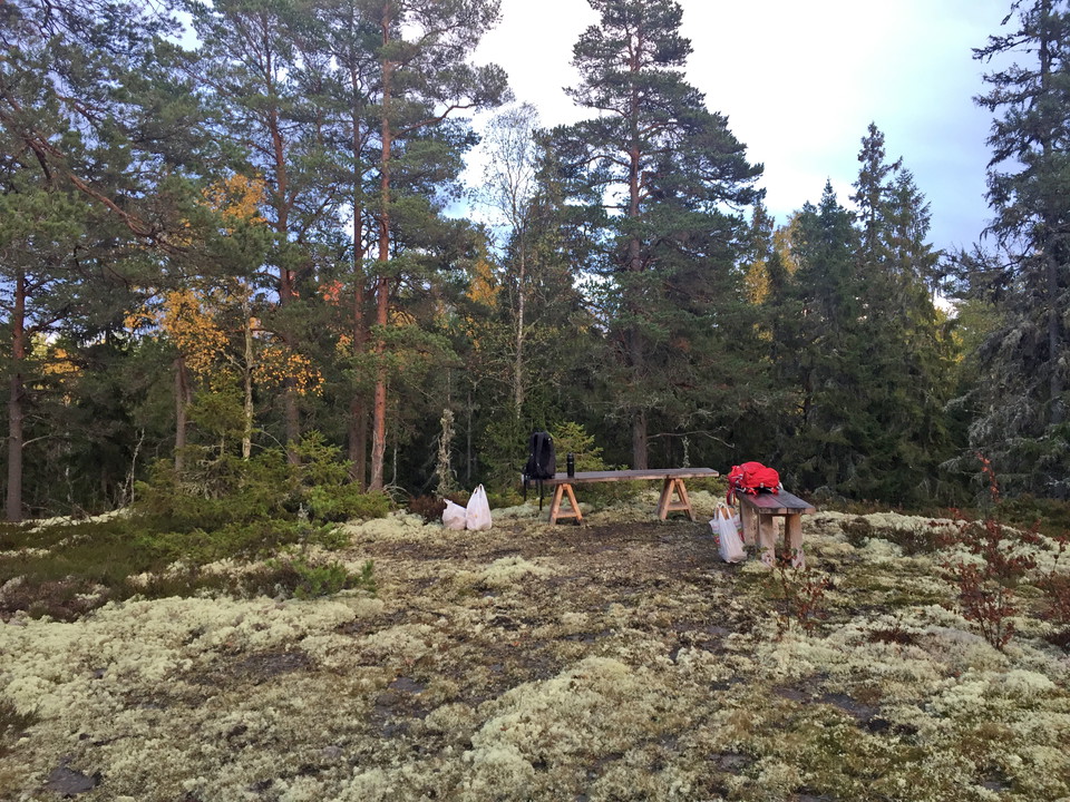 Två bänkar i en skogsöppning.