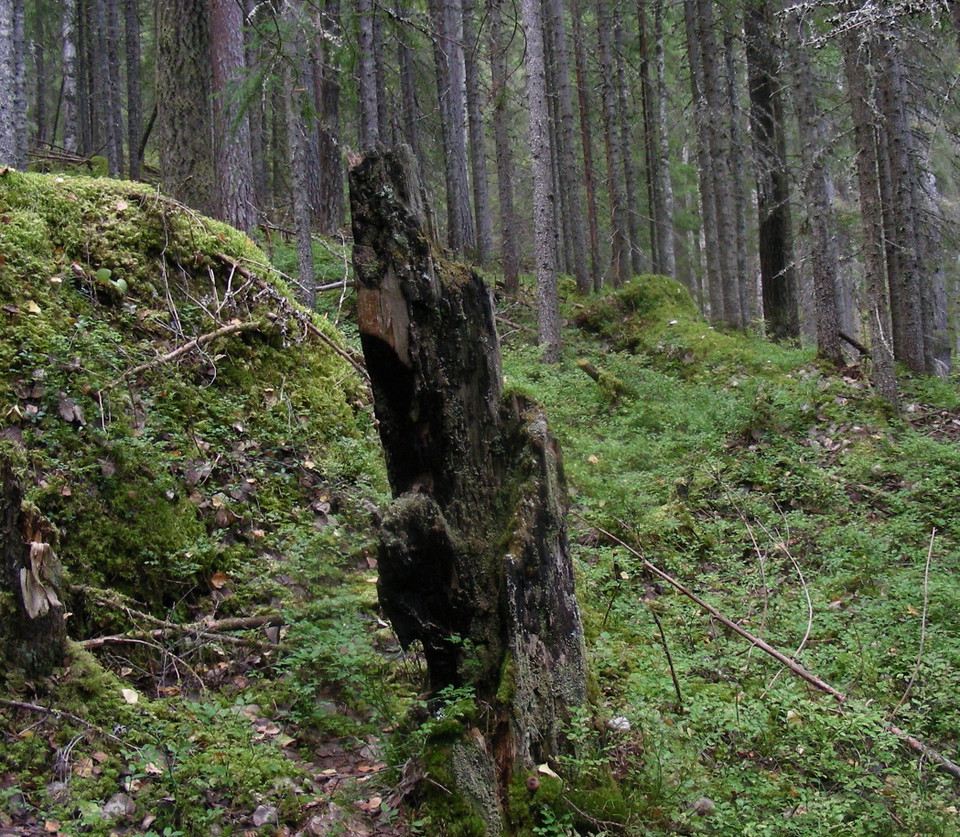 Gammal stubbe som brunnit i en skogsbrand.