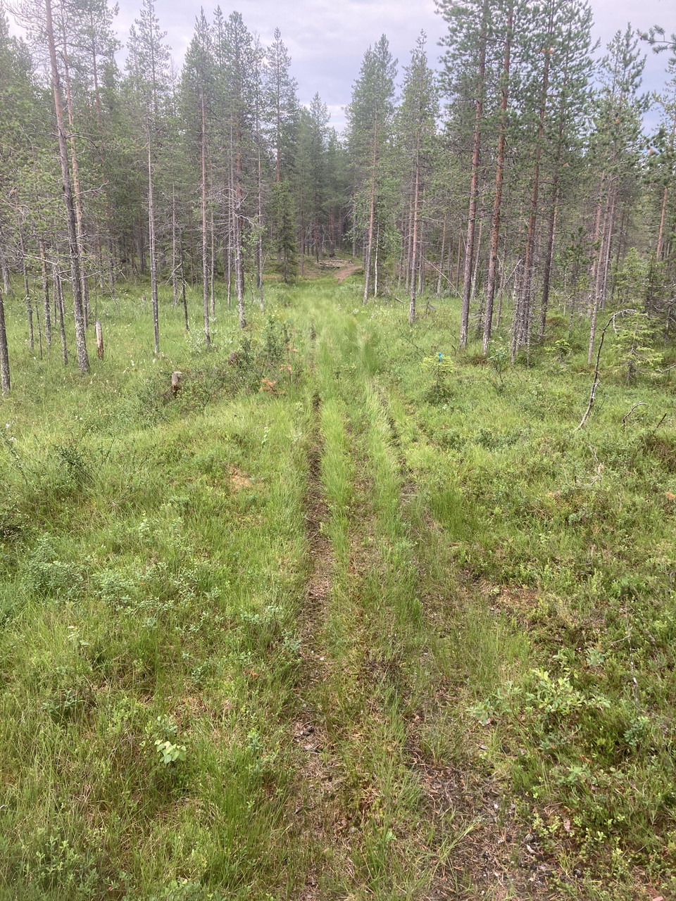 Skogscykelstigarna