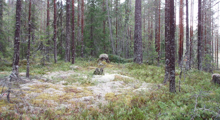 Lavklädd glänta i Högbrännstjärns naturreservat.