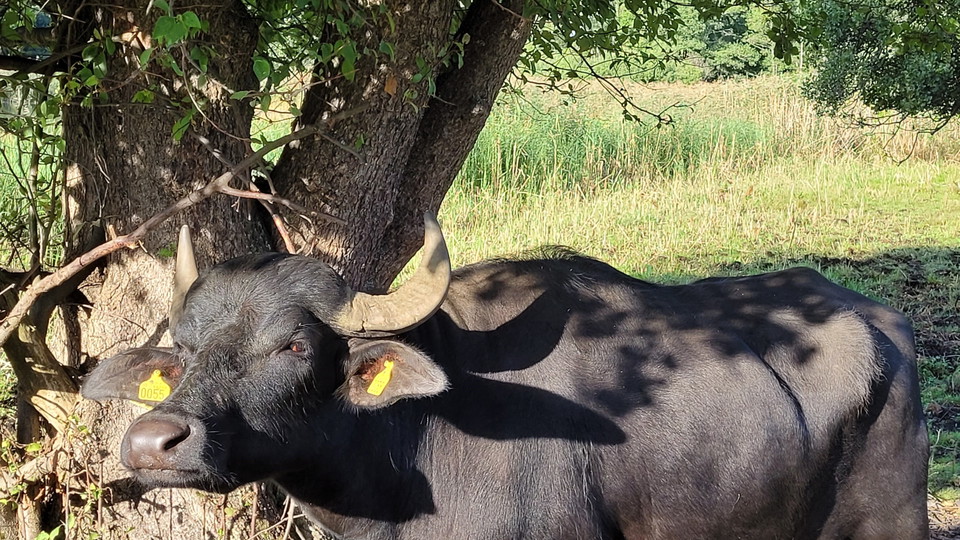 Vattenbuffel på strandäng vid Gråviken. Foto Lidingöstad