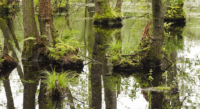 Sumpskog.