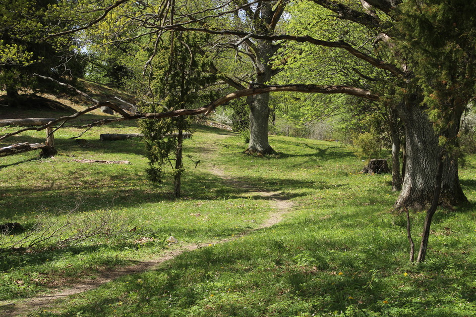 Stigen ut till eldplatsen är välanvänd.