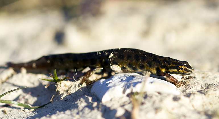 Mindre vattensalamander.