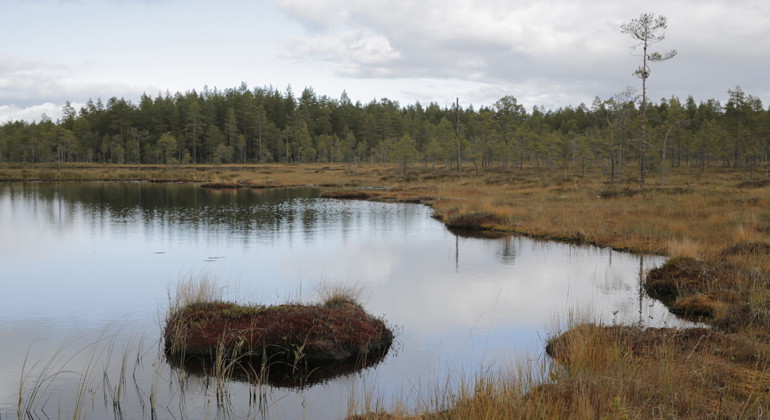 Ålkarstjärnarna är ett myrmarksreservat som rymmer många små vattenspeglar.