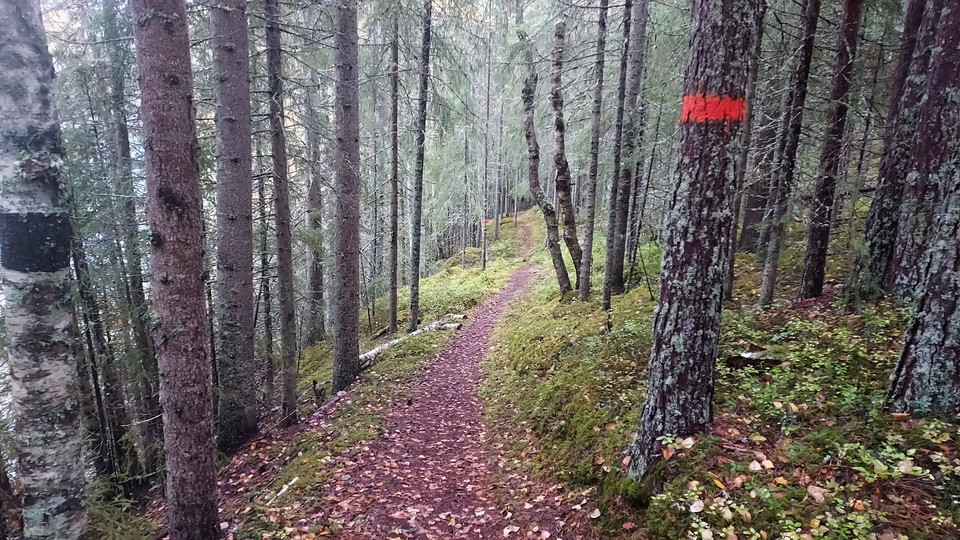 Här fortsätter Flottarstigen österut efter trätrottoarerna vid Hoppströmmen 