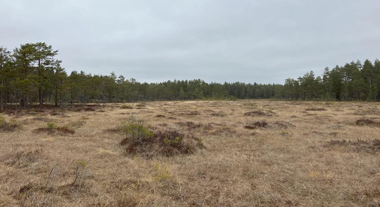 Bild över en större yta med gräsbevuxen våtmark.