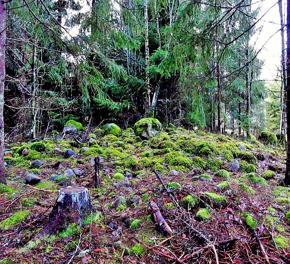 Gravröse, Mossle