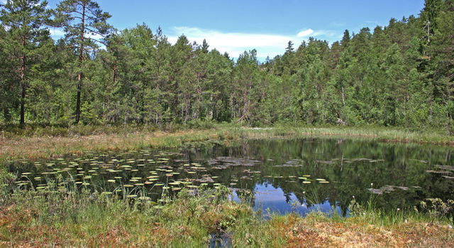 Glotternskogen, Naturreservat