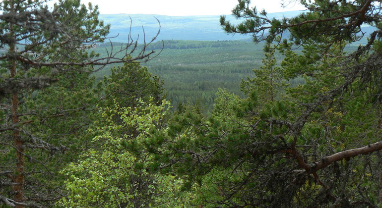 Fin utsikt över skogen från Flisberget.