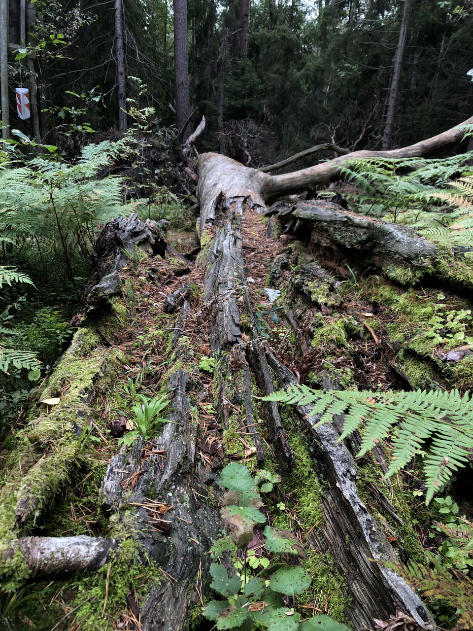 Ett stort träd som håller på att förmultna.
