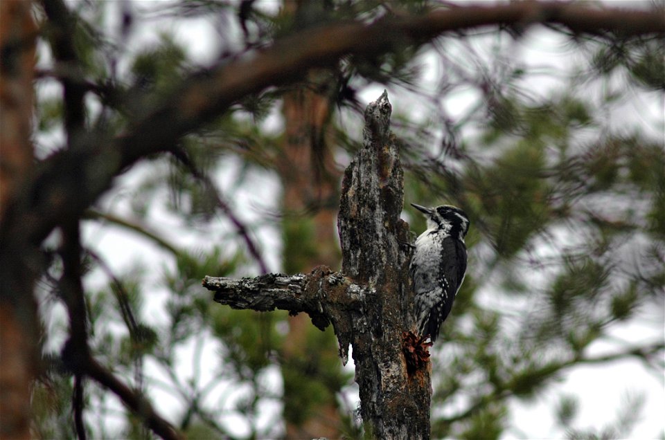 Three-toed woodpecker.