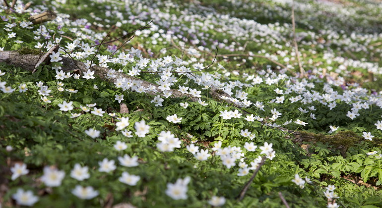 Under våren blommar mängder av vitsippor på Allarps bjär.