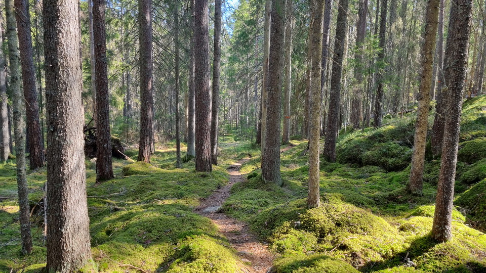 Stig genom granskog.