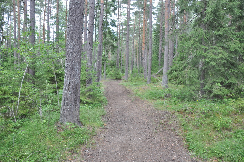 I skogarna vid Husby