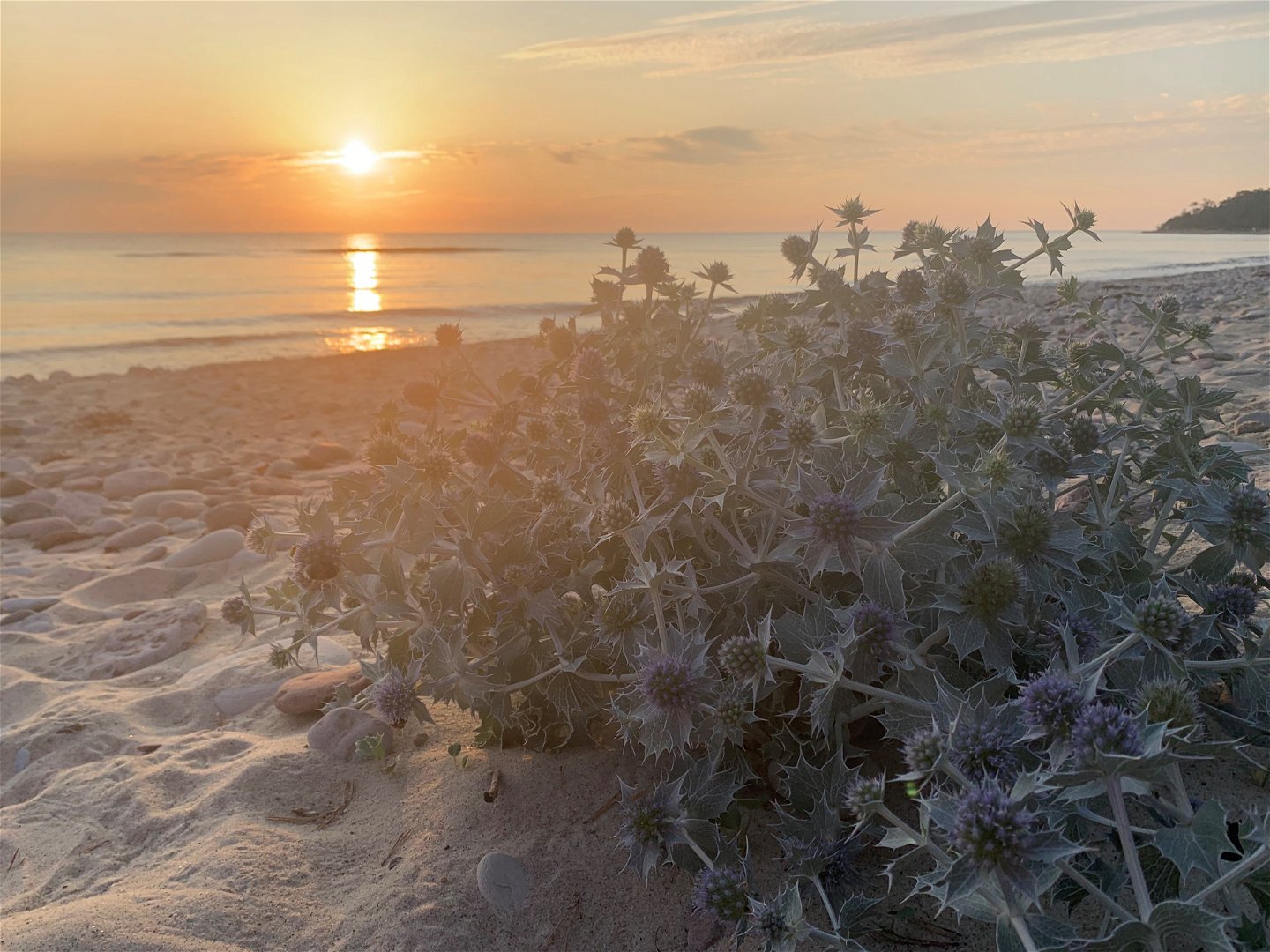 Blommande martorn på sandstrand med solnedgång i bakgrunden