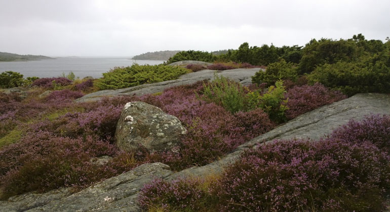 lila blommor mot klippor