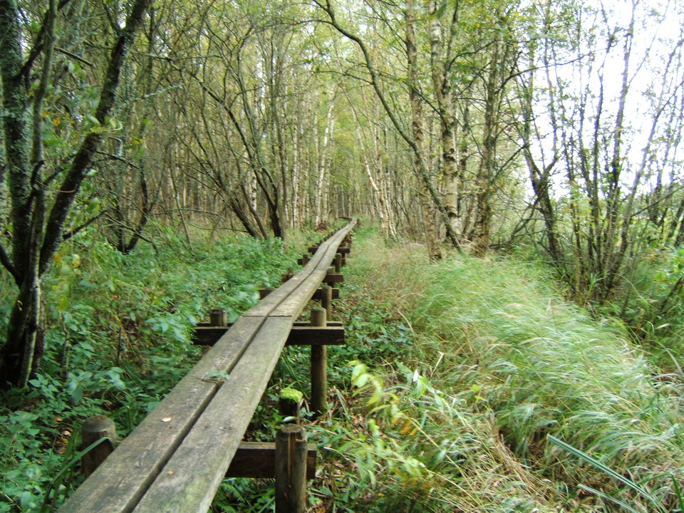 En hög, smal träspång går över fuktig mark. Det växer vass vid spången och många smala träd runtom.
