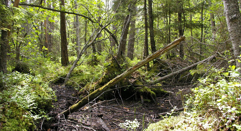 Rögölsskogen, Naturreservat