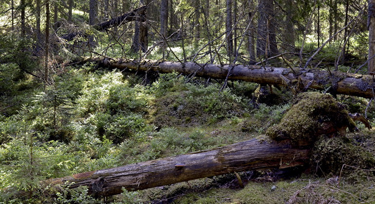 Forsums gammelskog, Naturreservat