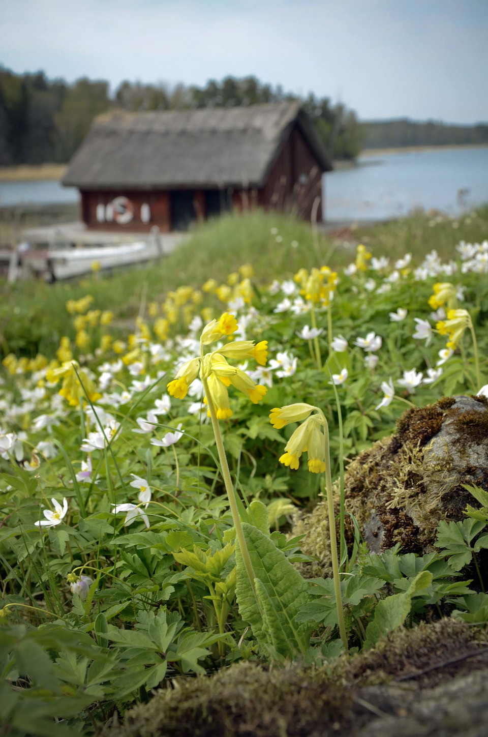 Gullvivor och vitsippor med rött båthus i bakgrunden. 