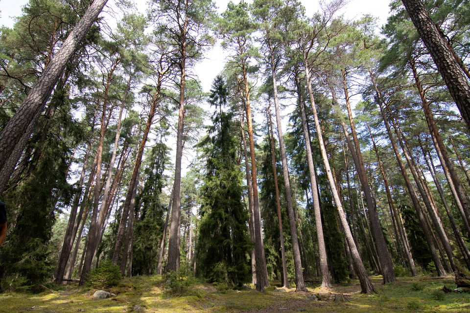 Pelarsalen. Foto: Philip Johnsson