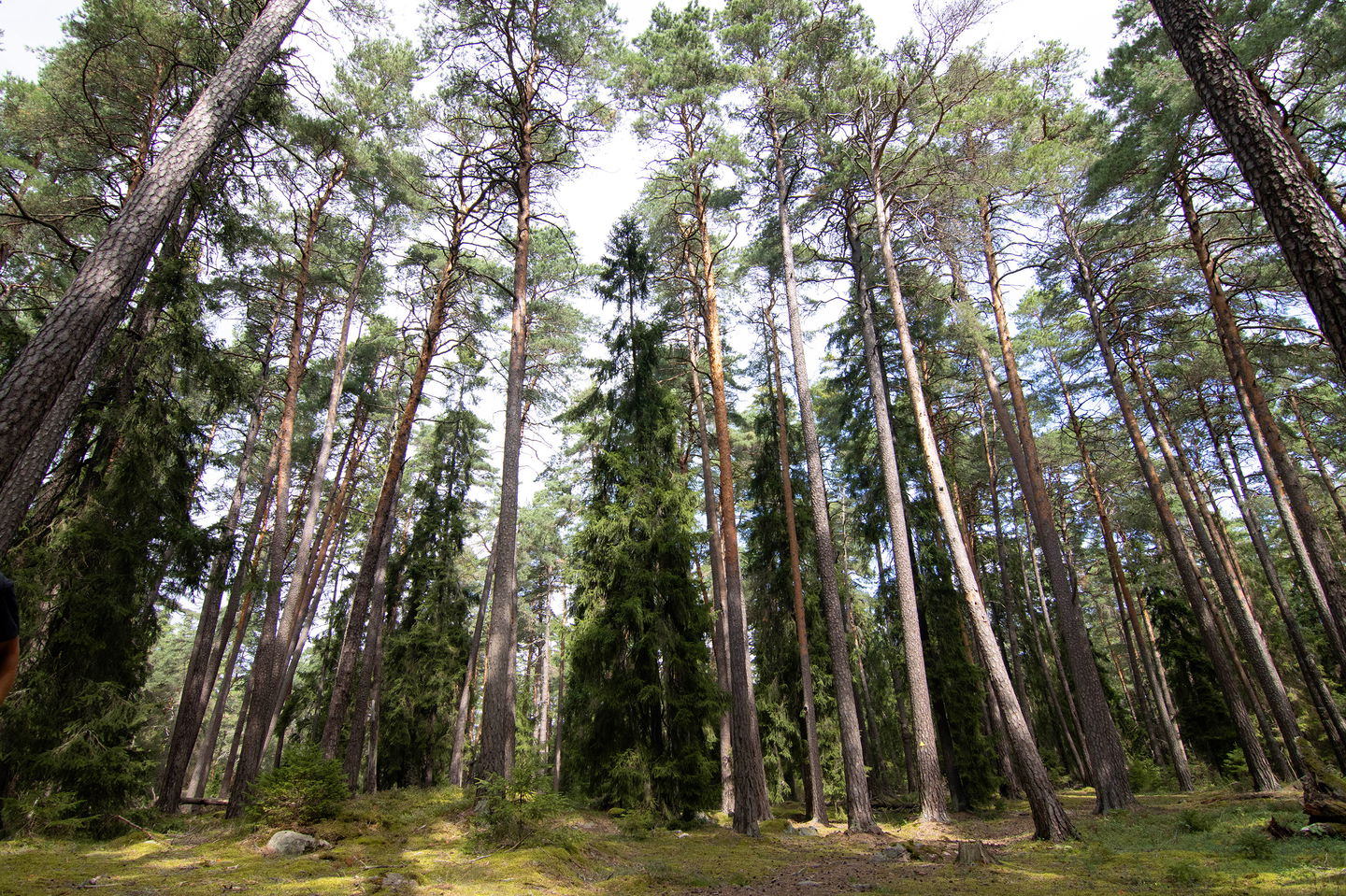 Pelarsalen. Foto: Philip Johnsson