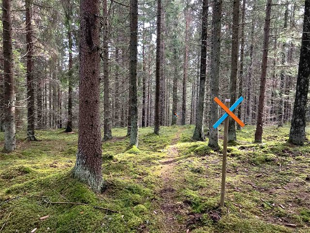 Åda Wild Boar trail track