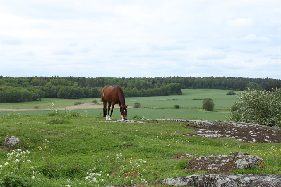 En häst betar i en gräshage med flera stenhällar runtom.