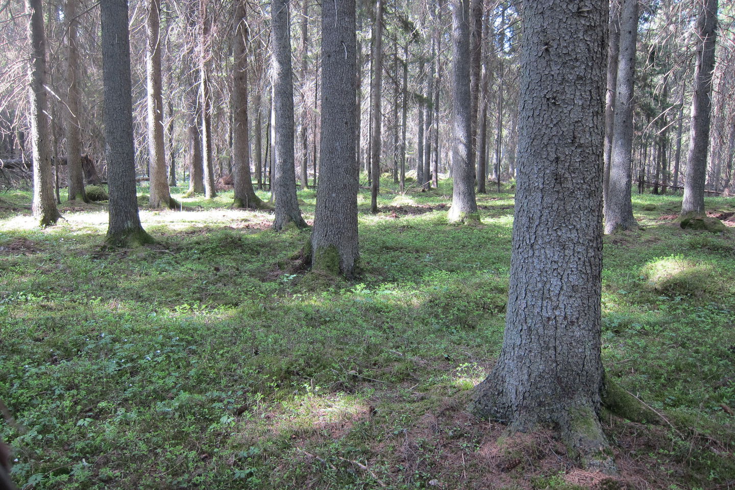 Stortjärans naturreservat