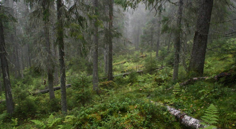 Nävertjärnsdalen, Naturreservat