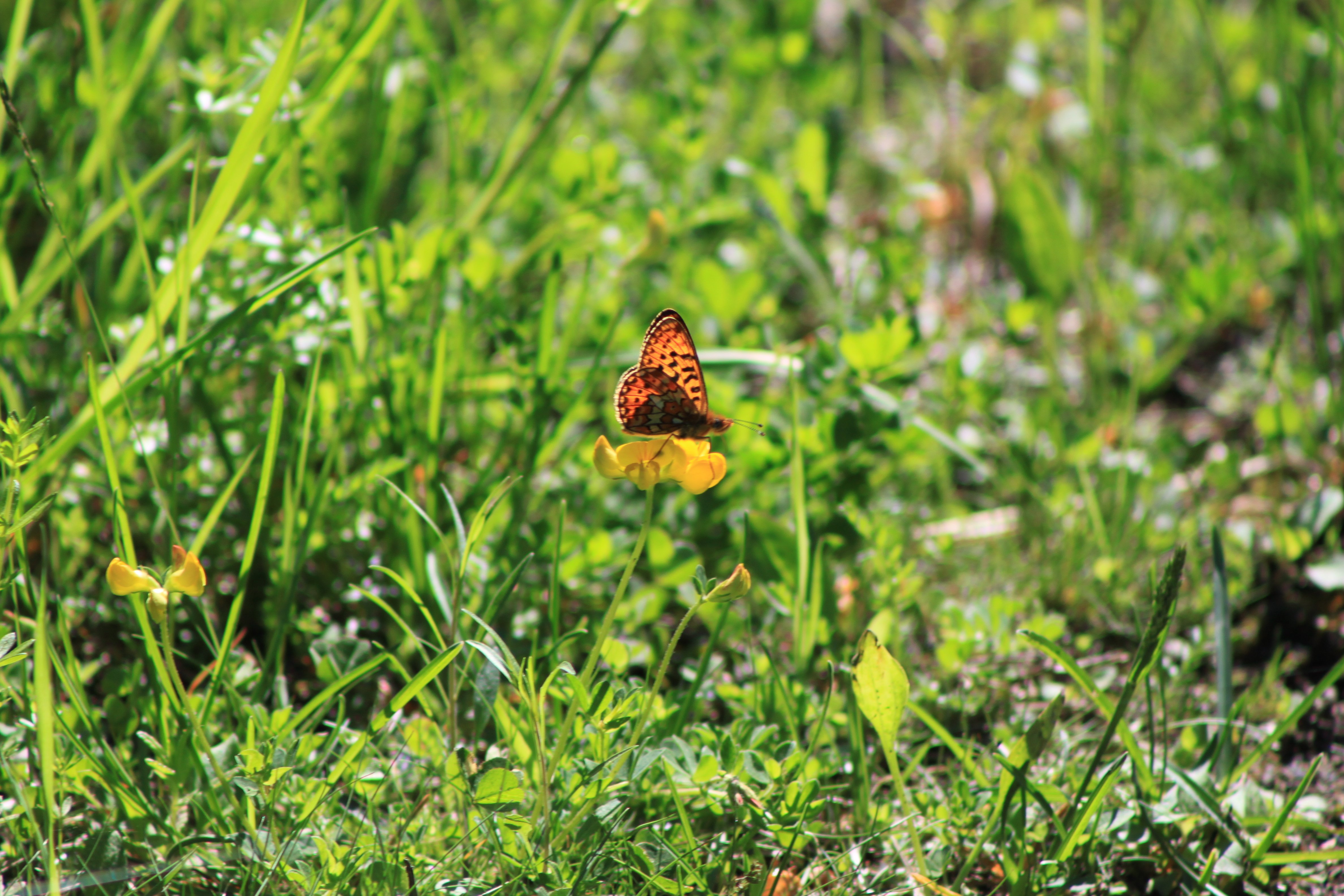 En orange fjäril sitter på en gul låg blomma på en äng. Det är sommar och soligt väder.