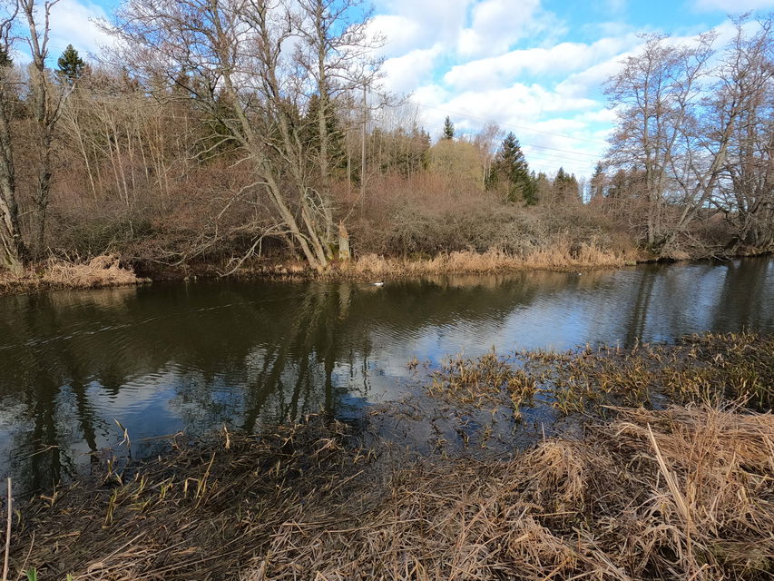 En å med kala träd runt. 