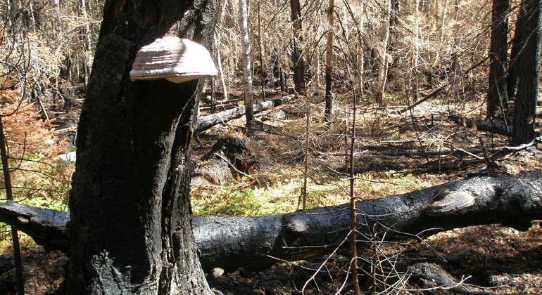 Ticka på bränd trädstam i Skånbrännans naturreservat.