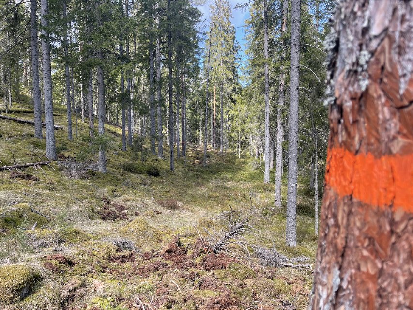 Trädstam med orange markering.