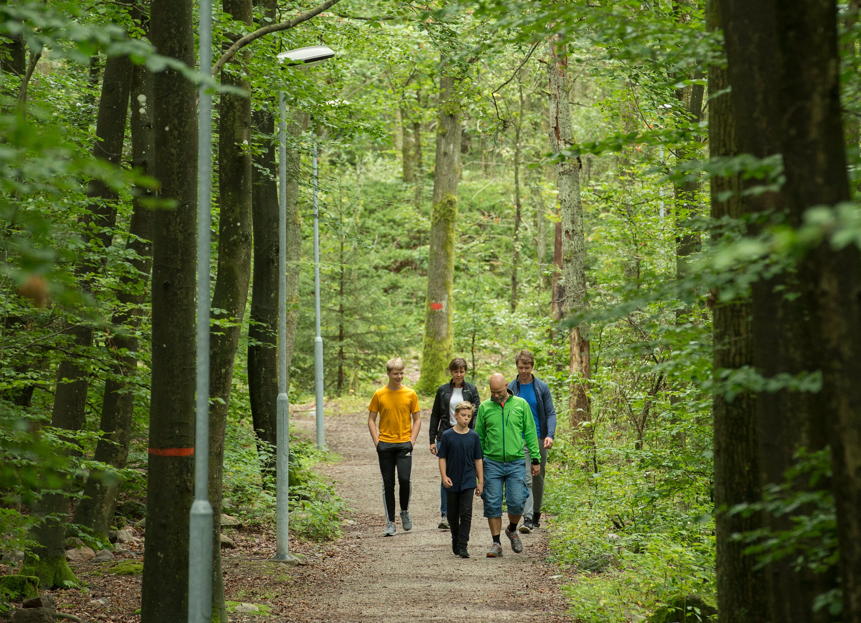 fem personer promenerar på anlagd stig i bokskog