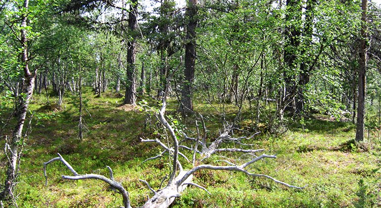 I mitten av bilden ligger en död. grå trädstam som är omringad av löv- och barrträd.