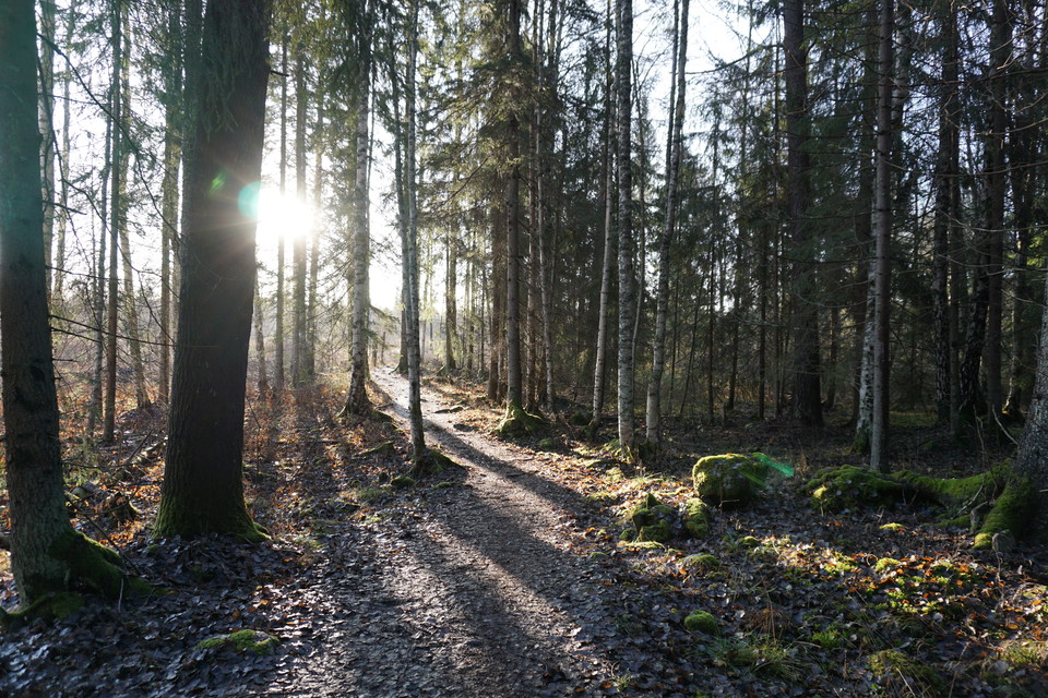 Solen lyser genom träden i skogen