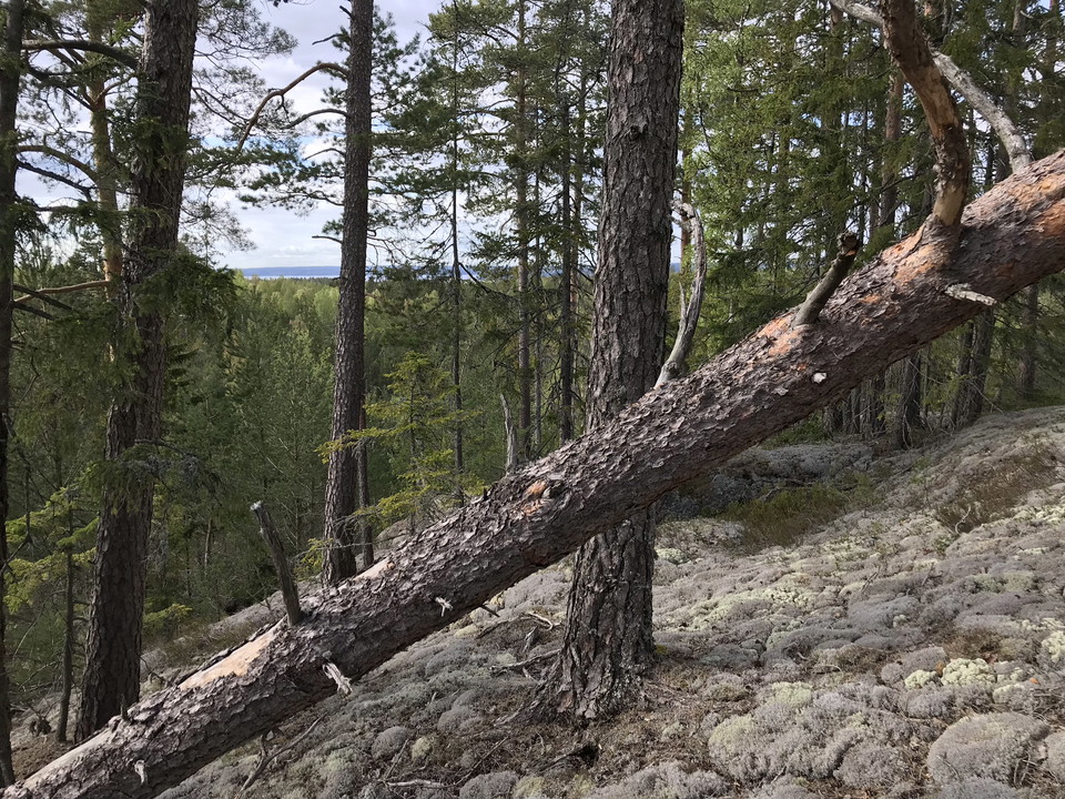 Kyrkstig Tivedstorp-Sannerud
